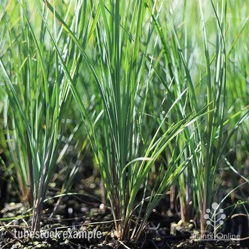 Lomandra Frosty Top 4 Lomandra Frosty Top - Image 2