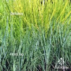 Lomandra Frosty Top 16 Lomandra Frosty Top -Bloom Field Shop frosty top against dalliance 1