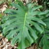 Monstera Deliciosa - Fruit Salad Plant, Swiss Cheese -Bloom Field Shop fruit salad plant monstera deliciosa