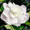 Gardenia True Love 2 Gardenia True Love -Bloom Field Shop gardenia true love 1