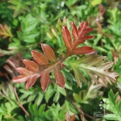 Grevillea Gaudichaudii 16 Grevillea Gaudichaudii -Bloom Field Shop gaudichadi grevillea leaf colour