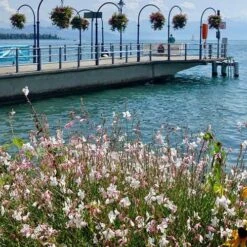 Gaura White -Bloom Field Shop gaura sea