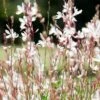 Gaura White -Bloom Field Shop gaura white