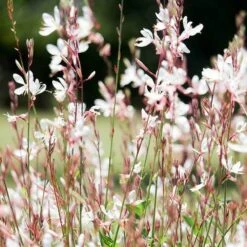 Gaura White