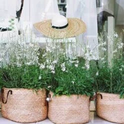 Gaura White -Bloom Field Shop gaura white baskets