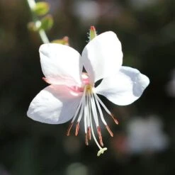Gaura White -Bloom Field Shop gaura white flower