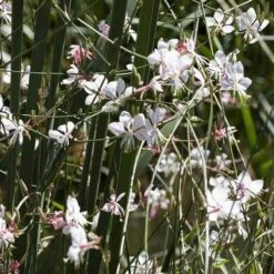 Gaura White -Bloom Field Shop gaura white plants