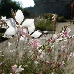 Gaura White -Bloom Field Shop gaura white sunlit