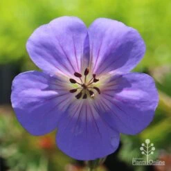 New Arrival -Bloom Field Shop geranium rozanne flower