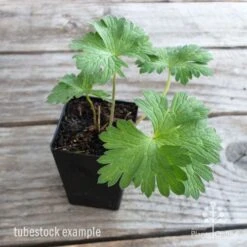 Geranium Rozanne -Bloom Field Shop geranium rozanne tubestock