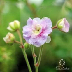 New Arrival 21 Geranium Summer Skies