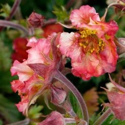 Geum Pretticoats Peach 12 Geum Pretticoats Peach -Bloom Field Shop geum pretticoats peach 3