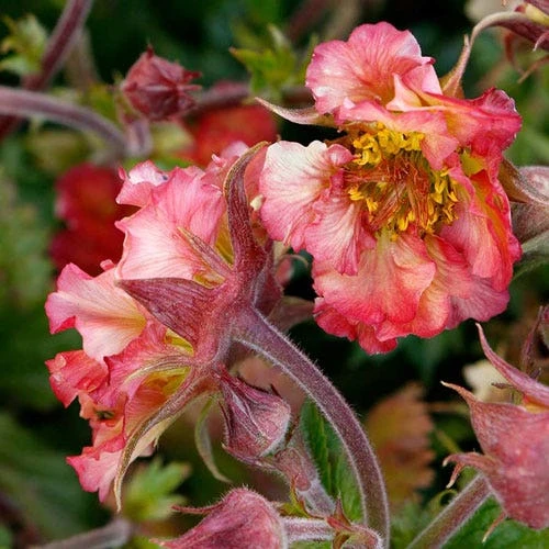 Geum Pretticoats Peach 6 Geum Pretticoats Peach - Image 4