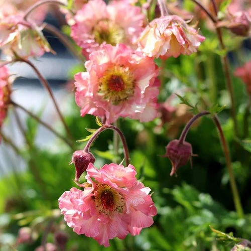 Geum Pretticoats Peach 3 Geum Pretticoats Peach