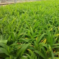 Zingiber - Edible Ginger -Bloom Field Shop ginger plugs 500