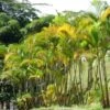 Golden Cane Palm - Dypsis