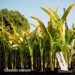 Golden Cane Palm - Dypsis 7 Golden Cane Palm - Dypsis -Bloom Field Shop golden cane tube 2