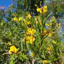 Grevillea Gold Rush -Bloom Field Shop goldrush uts 500 1