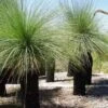 Xanthorrhoea - Grass Tree -Bloom Field Shop grass tree 500