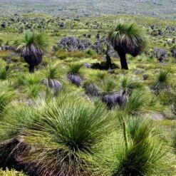 Xanthorrhoea - Grass Tree 18 Xanthorrhoea - Grass Tree -Bloom Field Shop grass tree landscape 2
