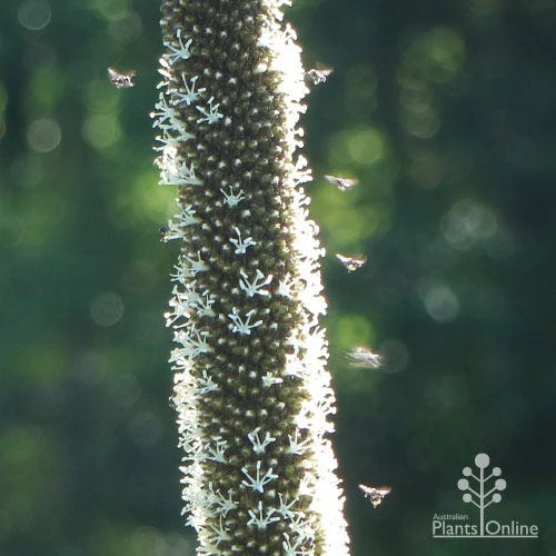 Xanthorrhoea - Grass Tree 4 Xanthorrhoea - Grass Tree - Image 2