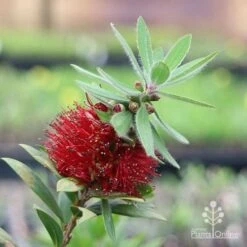 Callistemon Green John 30 Callistemon Green John -Bloom Field Shop green john flowering