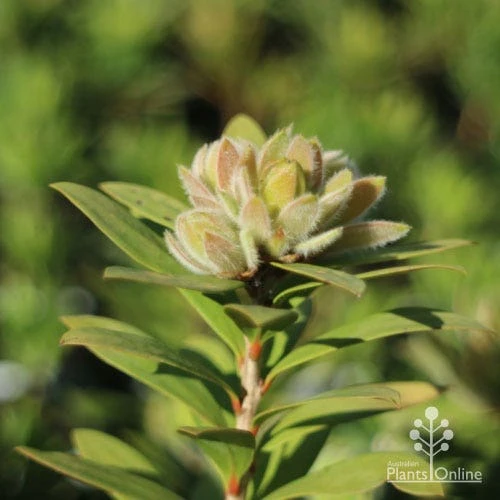 Callistemon Green John 10 Callistemon Green John - Image 8