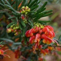 New Arrival 23 Grevillea Charlie's Angel