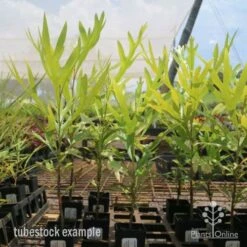 Grevillea Baileyana - Brown Silky Oak -Bloom Field Shop grevillea brown silky oak tubes 1