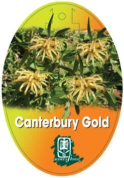 Grevillea Canterbury Gold -Bloom Field Shop grevillea canterbury gold 208x300 1