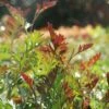 Grevillea Carpet Layer -Bloom Field Shop grevillea carpet layer foliage 1