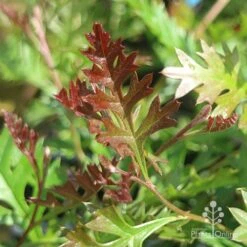 Grevillea Carpet Layer 18 Grevillea Carpet Layer -Bloom Field Shop grevillea carpet layer leaf