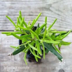 Grevillea Charlie's Angel -Bloom Field Shop grevillea charlies angel leaf 1