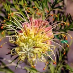 Grevillea Lemon Baby -Bloom Field Shop grevillea for lemon baby