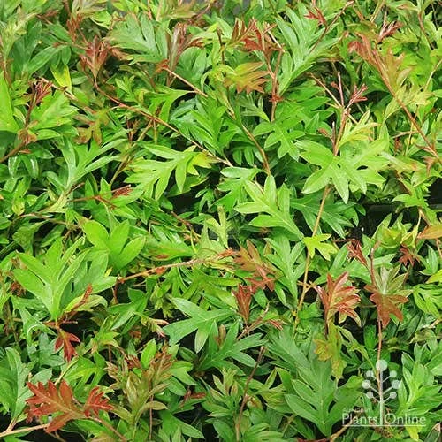Grevillea Gaudichaudii 4 Grevillea Gaudichaudii - Image 2