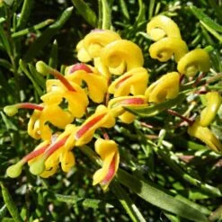 Grevillea Gold Rush -Bloom Field Shop grevillea gold rush 500 1