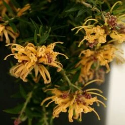 Grevillea Sunkissed 11 Grevillea Sunkissed -Bloom Field Shop grevillea gr13021 sunkissed500