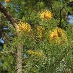 Grevillea Honey Gem 23 Grevillea Honey Gem -Bloom Field Shop grevillea honey gem nursery