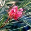 Grevillea Bon Accord 1 Grevillea Bon Accord -Bloom Field Shop grevillea johnsonii flickr manuel m v 500
