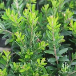 Grevillea Knockout 15 Grevillea Knockout -Bloom Field Shop grevillea knockout foliage 1