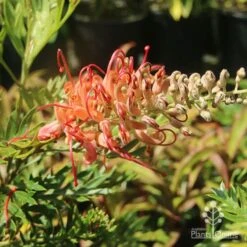 Grevillea Little Robyn 20 Grevillea Little Robyn -Bloom Field Shop grevillea little robyn sunshine