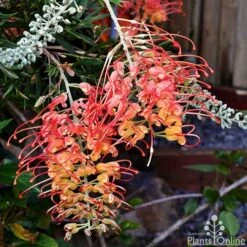 Grevillea Ned Kelly -Bloom Field Shop grevillea ned kelly 1