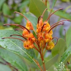 Grevillea Orange Marmalade -Bloom Field Shop grevillea orange marmalade flower 1