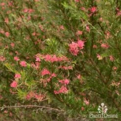 Grevillea Pink Pearl -Bloom Field Shop grevillea pink pearl shrub