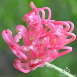 Grevillea Pink Pearl -Bloom Field Shop grevillea pink pearl close 2 apo 1