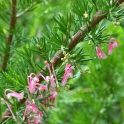 Grevillea Pink Pearl -Bloom Field Shop grevillea pink pearl close stem apo