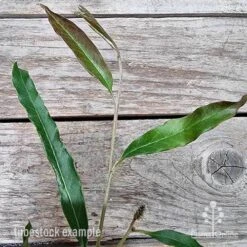 Grevillea Raptor -Bloom Field Shop grevillea raptor 2