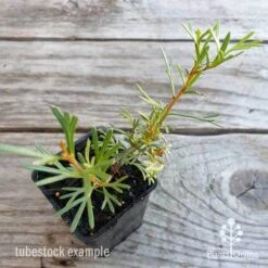 Bloom Field Shop -Bloom Field Shop grevillea red wings