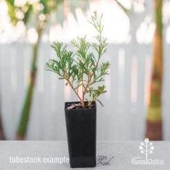 Grevillea Red Wings -Bloom Field Shop grevillea red wings tube