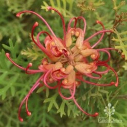 Grevillea Soopa Doopa 15 Grevillea Soopa Doopa -Bloom Field Shop grevillea soopa doopa end view